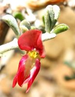 Indigofera obcordata flower