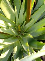 Aloe succotrina buds emerging from the rosette
