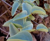 Dioscorea hemicrypta leaves