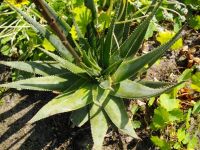 Aloe succotrina rosette