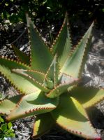 Aloe ferox young leaf rosette