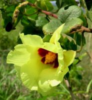 Gossypium herbaceum subsp. africanum flower
