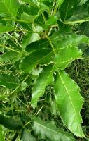 Kigelia africana leaf