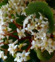 Cassine peragua subsp. peragua flowers