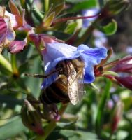 Lobostemon glaucophyllus flower being mauled by a bee