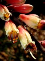 Aloe globuligemma flowers