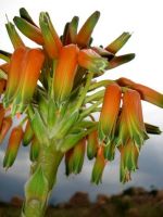 Aloe ecklonis inflorescence