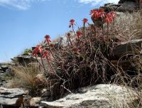 Aloe chortolirioides var. woolliana clump