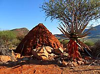 Aloe littoralis by a Himba hut