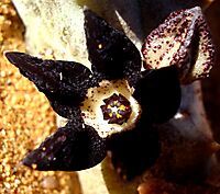 Quaqua armata subsp. maritima flower