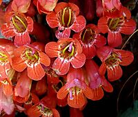 Streptocarpus dunnii flowers