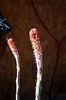 Aloe comosa early inflorescence