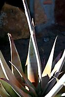 Aloe comosa leaves