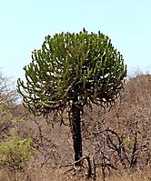 Euphorbia cooperi bare stem