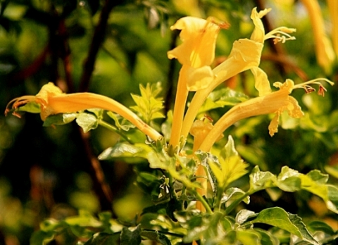 Tecomaria capensis yellow flowers