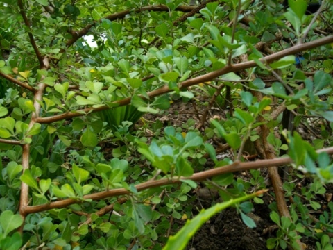 Searsia glauca brown branches