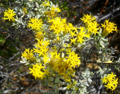 Pteronia glauca flowering