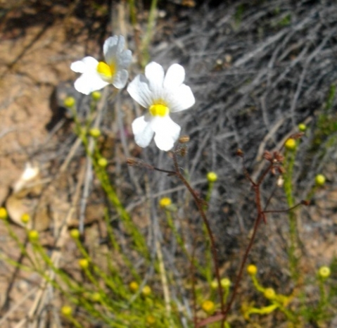 Nemesia fruticans flowering white