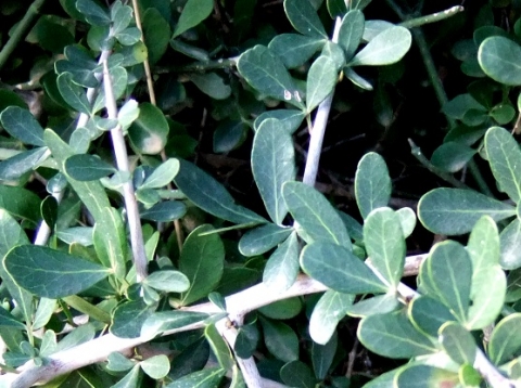Searsia longispina leaves
