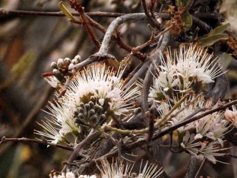 Combretum mossambicense flowering