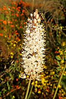 Bulbinella cauda-felis many open flowers