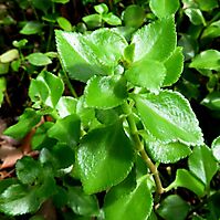 Crassula spathulata leaves