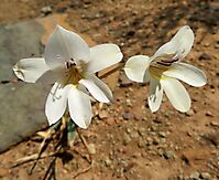 Tritonia gladiolaris flowers