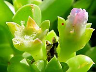 Delosperma saxicola floral stages