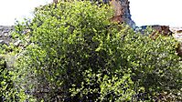 Searsia glauca dense shrub