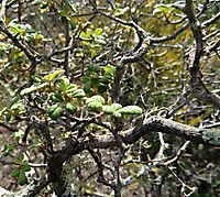 Searsia incisa var. effusa old branches