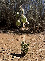 Albuca viscosa flowering