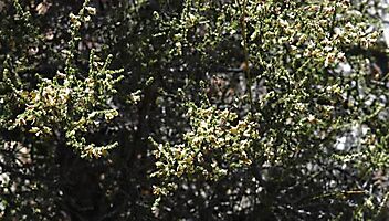 Aspalathus granulata