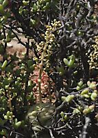 Crassula hemisphaerica flowering