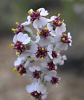 Eriocephalus africanus flowering white