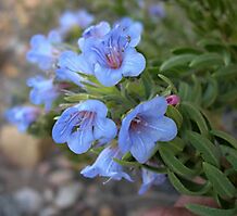 Lobostemon marlothii flowers