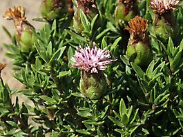 Pteronia hirsuta flowerheads