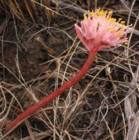 Haemanthus pumilio flowerhead