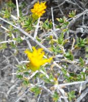 Pteronia viscosa flowerheads