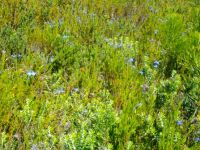 Lobelia pinifolia colony