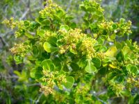Searsia glauca flowering and fruiting