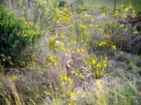 Othonna quinquedentata flowerheads far apart