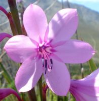 Watsonia borbonica subsp. ardernei flower