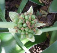 Haemanthus albiflos fruits still green