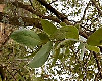 Combretum zeyheri leaves
