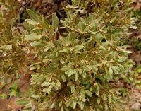 Searsia magalismontana subsp. magalismontana leaves