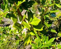 Searsia tomentosa leaves