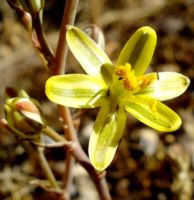 Albuca suaveolens flower