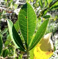 Searsia laevigata var. laevigata forma laevigata leaf