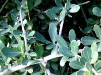 Searsia longispina leaves