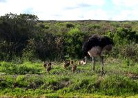 Ostrich chicks 